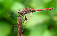 Moustached Darter (Male, Sympetrum vulgatum)